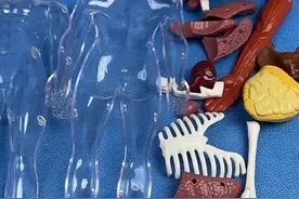 人体器官模型，感受生命的力量。视频封面
