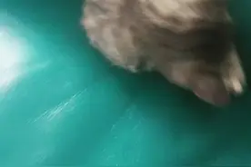小猫咪，睡觉的时候把他吵醒了，他咬我。视频封面