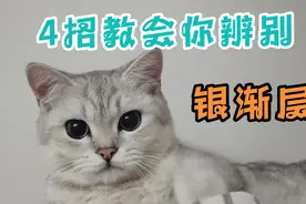 4招教会你辨别银渐层纯不纯，快来看看吧~