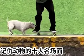 记仇动物的十大名场面，大熊猫自己摔倒，把气撒在椅子上视频封面
