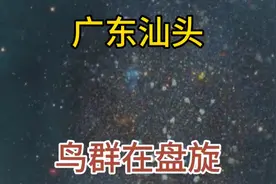 广东汕头惊现大量鸟群在盘旋！视频封面