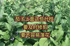 茄子开花和结果期间，上面这些分叉要剪掉，要不容易落花