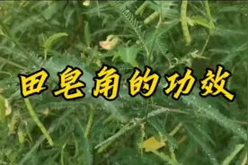 想不到房前屋后的田皂角有这么多的作用，再也不要丢掉了。视频封面