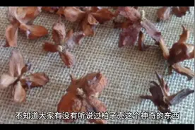 柏子壳的药用价值