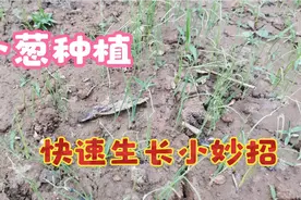 小葱浇完水后撒一把，小葱疯长不停不干尖不黄叶，10天大变样视频封面