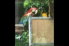 那些我 想说的 没说的 话视频封面
