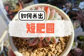 多肉如何控养，怎么才能养成短肥圆？视频封面