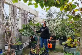 石硫合剂正确的使用方法，以及它在清园中的作用、时机及操作详解视频封面