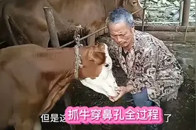 抓牛穿鼻孔全过程，养牛