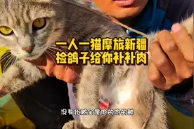 小猫伤口就剩大腿内侧还不结痂，路上捡两子鸽子给你补补肉！视频封面