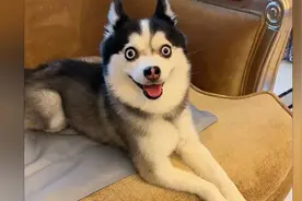 撞脸许凯的博士奇卡哇伊有多可爱兼具哈士奇的二和博美的聪明视频封面