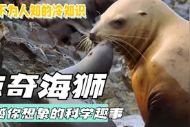 惊奇海狮！超越你想象的科学趣事视频封面
