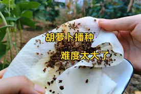 怎么才能种好胡萝卜？！！视频封面