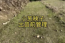 老菜农教你种小葱苗出全苗壮苗的妙招特别简单看了就会视频封面