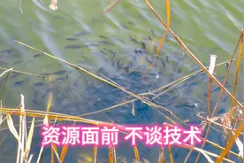 北大荒野生鱼资源就是好，不用技术一抓一大把，这才是“瓢舀鱼”视频封面