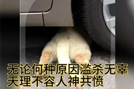 一个狗伤害了人，很多偷盗抢毒针射杀的，变态虐待……都到前台视频封面