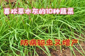 非常喜欢草木灰的10种蔬菜，防虫防病又增产，赶快学学吧视频封面