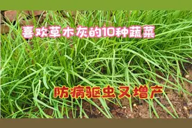 非常喜欢草木灰的10种蔬菜，防虫防病又增产，赶快学学吧视频封面