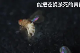 一种能把苍蝇杀死的真菌。视频封面