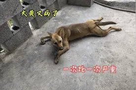 大黄生病了，不吃不喝痛苦呻吟，却还不忘给五只狗宝宝喂奶视频封面