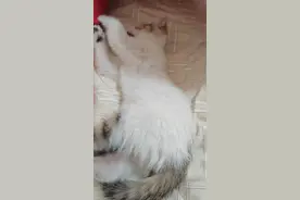 小猫不怕痒