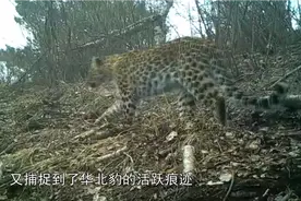 华北豹在太行山视频封面