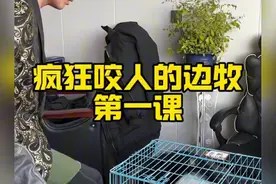 这狗诠释了什么叫咬人的狗不叫，冷不丁给你来一口，你说谁受得了视频封面