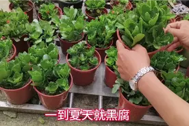 长寿花一到夏天就黑腐，那是你没有做到这几点视频封面