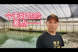 鳄鱼哥：今天喂鳄鱼好危险，差点献上一块肉视频封面