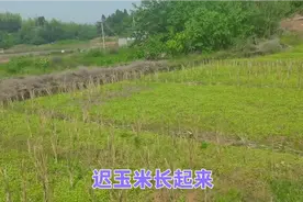 四川收了油菜种的迟玉米长起来，油菜秧苗比玉米长得好，又要除草