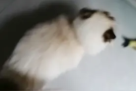 这是我的小猫咪，帝娜，它是蓝色眼睛哦。视频封面