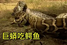 巨蟒与蛇，是自然界中的两种极端生物