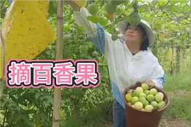 地里黄金百香果成熟了，夫妻俩早早去摘果，香香甜甜，太好吃了视频封面