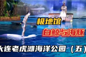 大连老虎滩海洋公园（五）极地馆，白鲸与海豚的精彩表演视频封面