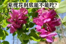 槐花一般分为洋槐、国槐及紫槐三种，其中的紫槐花能吃吗？