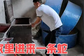 家里进来一条蛇，正发愁最近伙食特别差呢。视频封面