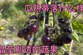 你见过这样的番茄吗？熟透的蕃茄像葡萄像宝石一样，当水果吃正好视频封面