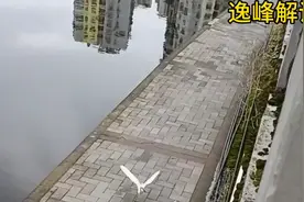 水鸟的抢夺与警示，道德在利益面前的沦陷视频封面