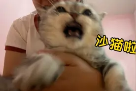 谁家小猫一碰就叫啊！小嗲音！小怒音太可爱了！！视频封面