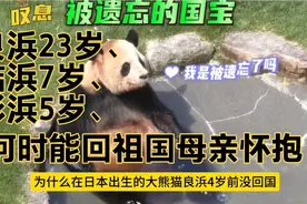 大熊猫幼崽4岁前必须回国？错！在日本出生的大熊猫就没有回国！视频封面