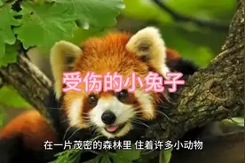 儿童睡前故事《受伤的小兔子》欢迎观看视频封面