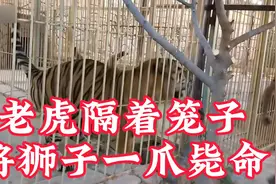 老虎隔着笼子将狮子一爪毙命，不可思议。视频封面