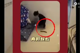 真假蜈蚣视频封面