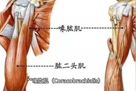 揭秘肩部肌肉，图解喙肱肌和肱二头肌视频封面