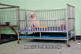 养狗的朋友最担心的，狗狗乱叫扰民，一招解决问题视频封面