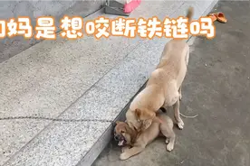 可怜的狗妈一心想咬断拴在小狗身上的铁链，这一幕看着真心酸视频封面