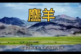 麢（ling）羊视频封面