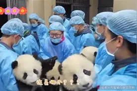 熊猫幼儿园放学了，真担心会弄错，接错了娃视频封面