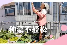 给菜喷施小苏打，预防各种病，第一次接触这样的种菜方法要好好学视频封面
