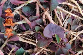 折耳根！云贵川嘞最爱！您知道它的价值吗？